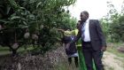 Ms Julian Adyeri Omalla of Delight Uganda Limited shows some MPs from Acholi Sub-region around her fruit farm in Nwoya District last week. PHOTO/ ARTHUR ARNOLD WADERO. <br />Farmers comprising youth, women, retired public servants and religious leaders are particularly enraged at the fact that the factory&rsquo;s stalled progress means their fruit produce will continue rotting away. <br />Of course  Alvan Blanch, a British company, knows very well why such a potential horticultural project is failing. It is not going to say it otherwise it will get all the aggravation. It is a shame that up to now Africa cannot grow its own food and fruit and keep it in stores with all the available food technology that exists today in this world! It is unfortunate that much of the present African leadership originates from a pastoralist African up bring!