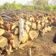 Jennifer Awori ekes out a living through charcoal burning. In the photo are piles of logs for burning charcoal in the African countryside: