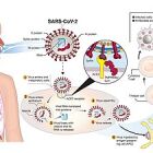 The infection of COVID19, its killing habits and the efforts to cure the pandemic:<br />&quot;In the absence of vaccinations, lockdowns may be on the horizon.&quot; Indeed no country wants to get the financial aggravation that has been going on for over 2 years now. African countries have no excuse to cry foul over vaccine inequity! They have the normal standard money to buy the vaccines for all their people. They need to remove all the unnecessary restrictions that they have imposed on their people and countries so that they can live normally. They have all the means to travel all over their countries and vaccinate all their people fully and in time. Putting them into new lockdowns and stopping anything working in the African countries for months, is going to make the medical situations in these countries even worse than what they are now.