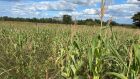 A field of maize in Zimbabwe.<br />It certainly seems these are Southern African countries that seem to have been abandoned by scientific personnel of the environmental kind.<br /><br />One understands the famous River Zambezi flows all the way from Nsula ya Zambezi about the Southern border of the Democratic Republic of Congo and Zambia. That is great thick forests of the beautiful continent of Africa.<br /><br />This great tropical river with plenty of fresh water to collect drives this water through about 4 African countries.<br /><br />It makes itself through the Victoria falls and empties itself in Mozambique in the Indian ocean running for about 2200 miles! Why should this surviviving big water body for centuries leave Zambia, Malawi, Zimbabwe dry, deserts and people starving without food?<br /><br />Egypt uses the River Nile of over 3000 miles flowing to sustain itself in domestic food security and exports food and fruits for decades.<br /><br />What is wrong with these starving African countries is the African leadership that fail to understand the major priorities of their countries.<br /><br />Their ambitions is to spend tax payers&#039; money on themselves as if there is no tomorrow to stay put in state power. Unfortunately, the UN is well aware of such mismanagement and does not seem to care at all!