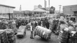 Detroit Publishing Co. via Library of Congress Weighing cotton in Virginia, circa 1905.