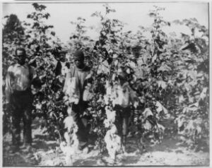 To grow the cotton that would clothe the world and fuel global industrialization, thousands of young enslaved men and women &mdash; the children of stolen ancestors legally treated as property &mdash; were transported from Maryland and Virginia hundreds of miles south, and forcibly retrained to become America&rsquo;s most efficient laborers.
